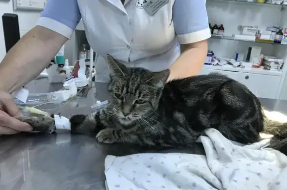 Найдена здоровая и ласковая кошка на Минской улице
