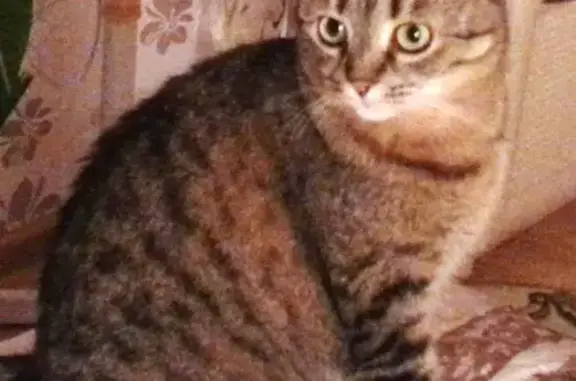 Кошки потеряшки, Бужаниново, фото: Потеряшка кошка Боня, СНТ Загорье 91 км, Сергиево-Посадский район