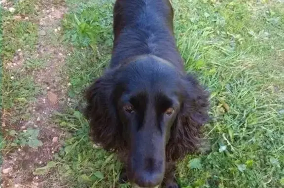 Пропала собака в Ярославском районе, найден спаниель