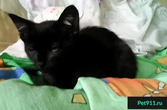 Пропала черная кошка возле 3 школы в Югорске