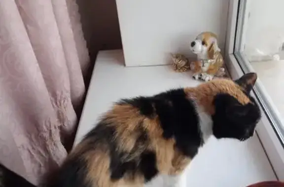 Кошки потеряшки, Светлое Поле, фото: Потеряшка кошка в садовом товариществе Сокские Зори, Самарская область