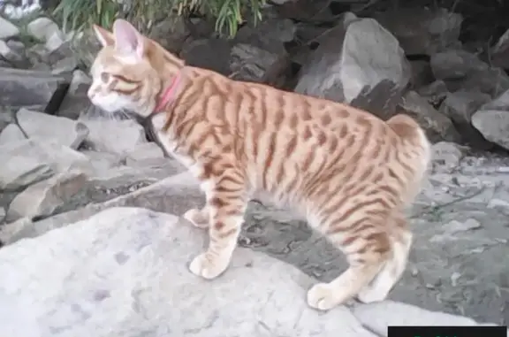 Пропала кошка Руся в Новосибирске