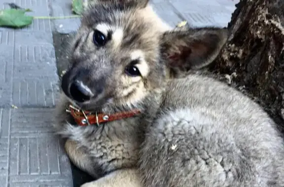 Найден щенок на проспекте Интузиастов в Саратове