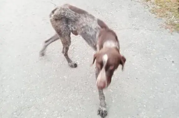 Потерянная собака возле завода в Каменоломнях, Ростовская область