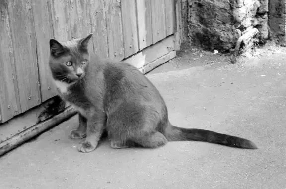 Найден серый кот с белой манишкой в Лефортово