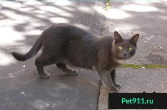Пропал кот, найден у подъезда в Москве