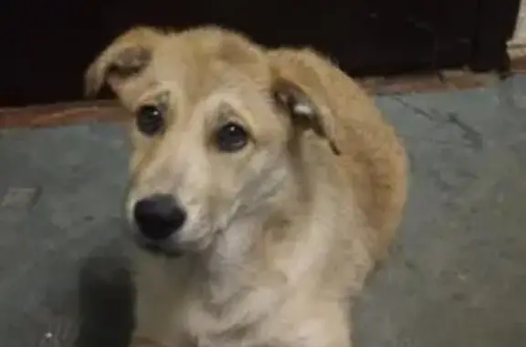 Грустный щенок ищет хозяина в Боре, Нижегородская область