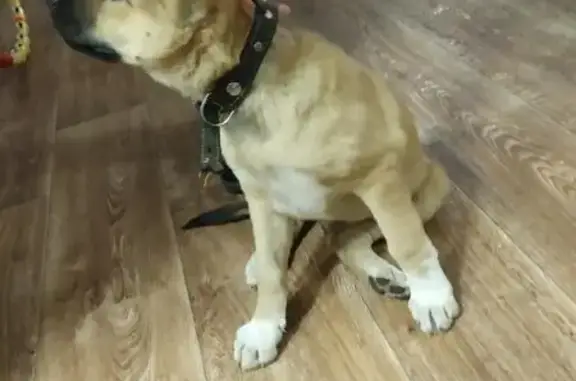 Собака найдена на 2Орджоникидзе в Ростове-на-Дону.