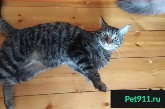 Кошки потеряшки, потребительский садово-огородный кооператив № 5 Транспортный Строитель, фото: Потеряшка кошка на улице Победы 9а