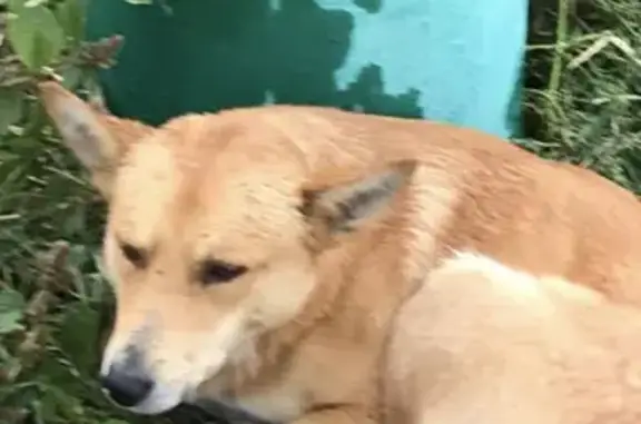 Собака-лисичка на Можайском шоссе