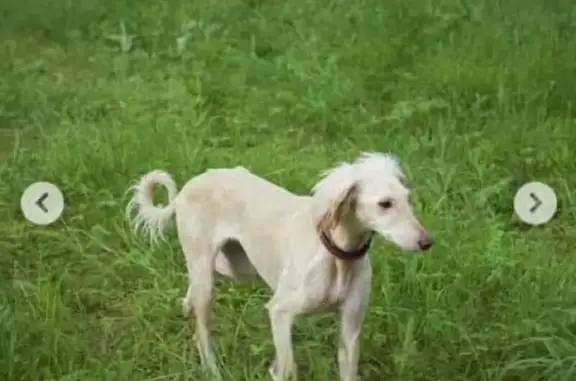 Пропала собака породы борзая в Москве на улице Верхняя Красносельская