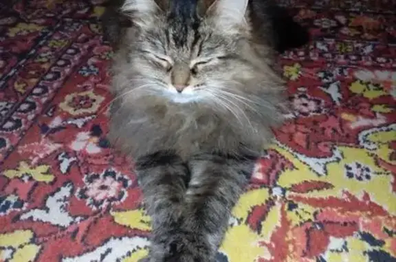 Кошки потеряшки, Набережные Челны, фото: Потеряшка кошка в Набережных Челнах на Московском проспекте