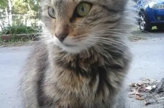 Пропала кошка на улице Серёгина, 10 (Курск)