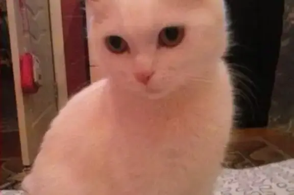 Пропала белая кошка Сима на 23мкр, гаражи