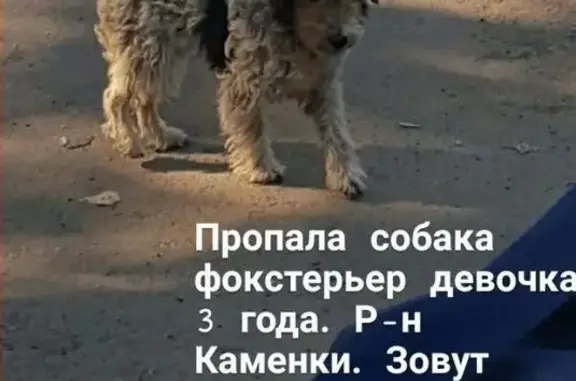 Пропала собака Милу в Каменке, вознаграждение гарантировано