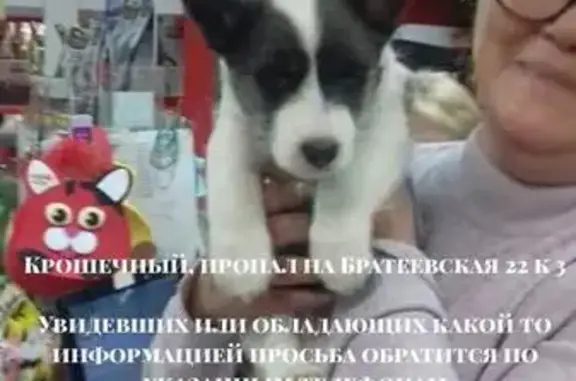 Пропала собака на Братеевской 22, 2 мес, 700 гр