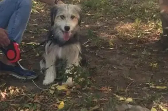 Пропала собака Клепа на проезде Карамзина, Москва