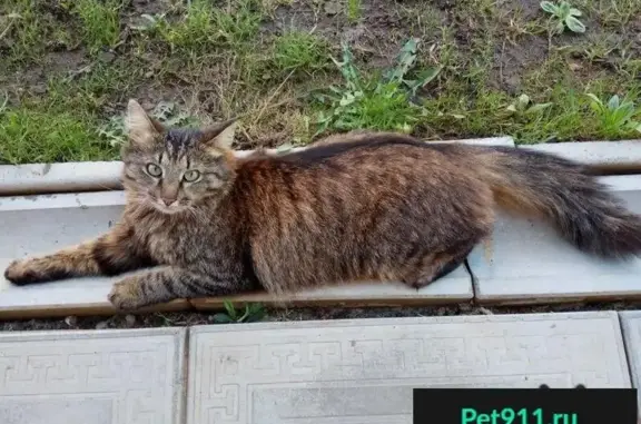 Пропала кошка Мурка в фабричном поселке, Волоколамск