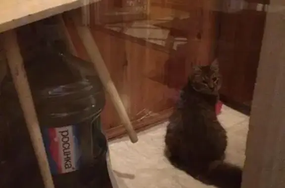 Найдена кошка на Заводском 44, ищу хозяев!