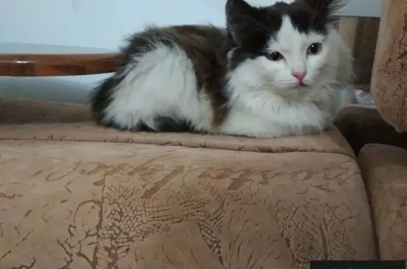 Найден пушистый котенок в Екатеринбурге
