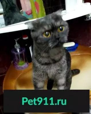 Найдена вислоухая кошка в Среднеуральске (Кирова 28)