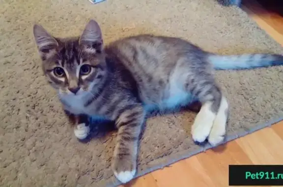 Найдены кошка и котенок на ул. Карла Либкнехта, Челябинск