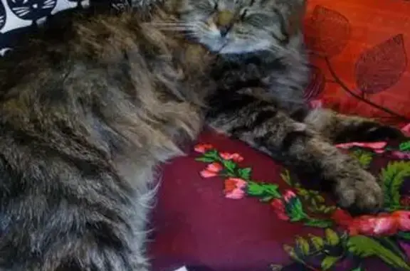 Найдена кошка Кот в Бутовском лесу на Ул. Поляны