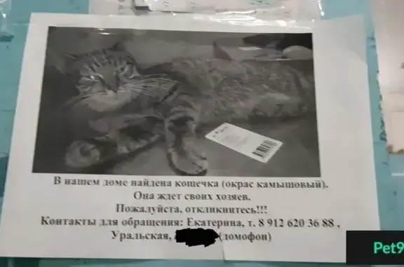 Найдена камышовая кошка на ул. Уральских Рабочих