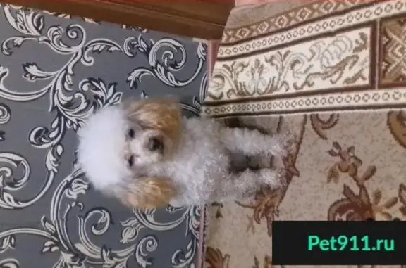 Пропала собака на дачах с. о Строитель, Искитимский, Новосибирская область