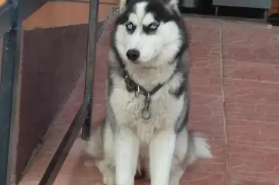 Найдена собака Хаски в д. Шопино, Калуга