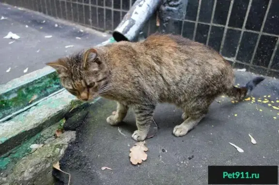 Найдена кошка Потеряшка на ул. Кировоградская, м. Пражская