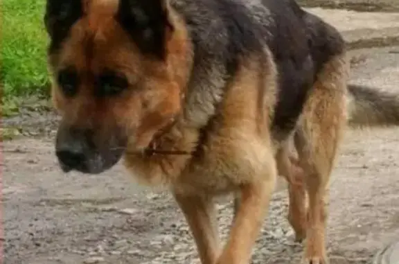 Пропала собака на Весенней улице, Владивосток