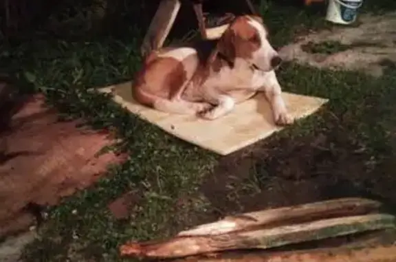Собака найдена в Пупышево, Ленинградская область