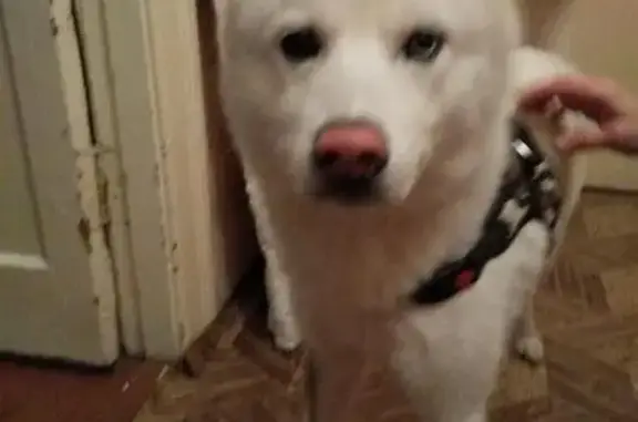 Найдена белая собака в Химмаше, Екатеринбурге