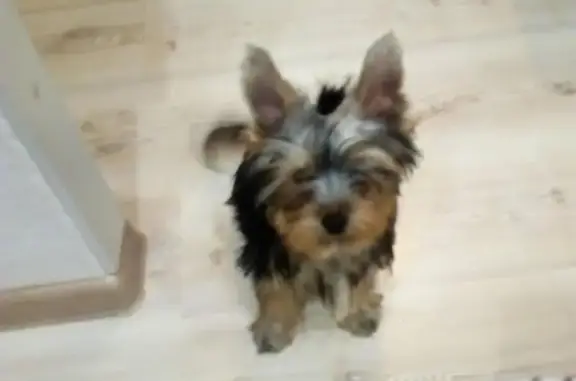 Собаки потеряшки, Тертеж, фото: Потеряшка щенок Элвис, порода йоркширский терьер в д. Тертеж, Красноярский край.