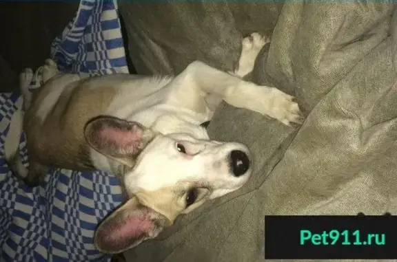 Пропала собака, найден щенок в Москве