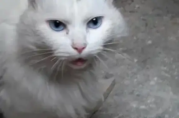 Найден кот в п. Журавлевы горы