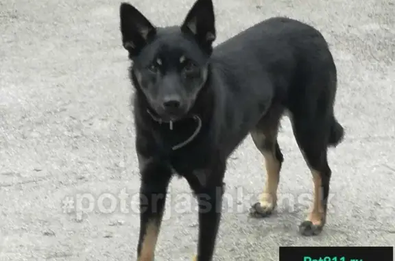 Найдена собака в Первомайском районе - звоните!
