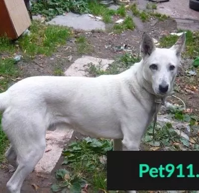 Пропала белая собака в д. Камышево (Белоярский р-н)