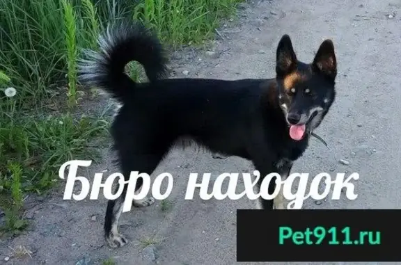Пропала собака Сова возрастом 1 год в Архангельске