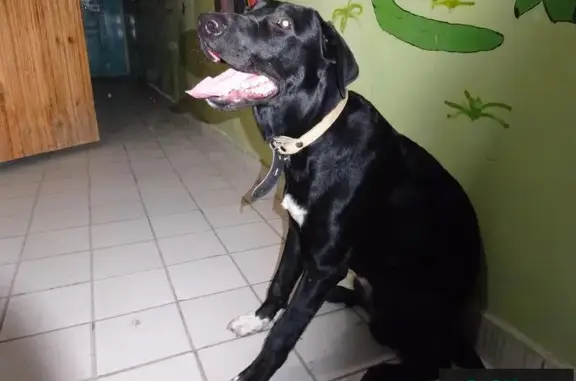 Найдена потерянная собака в Заречном микрорайоне