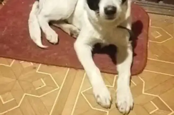 Найден белый щенок на ул. Щегловская Засека, Тула
