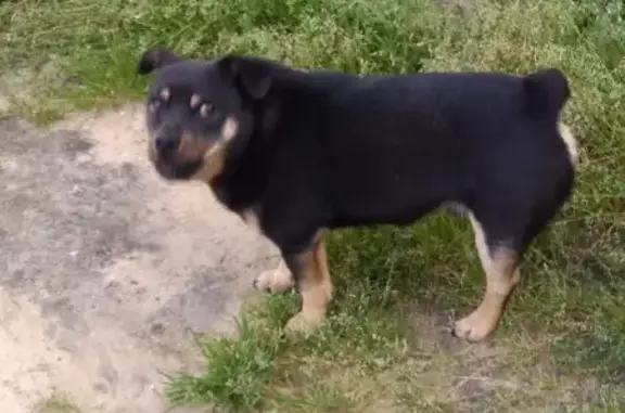 Пропала собака в поселке Азанка (Свердловская область)