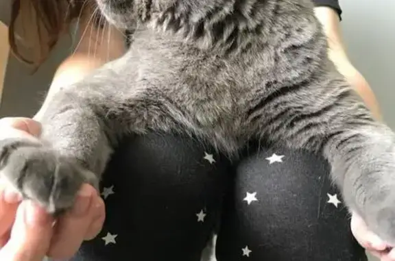 Потерянные животные Пермь, фото: Пропал котик на улице Автозаводская/Керченская/магистральная/переулок Матросова