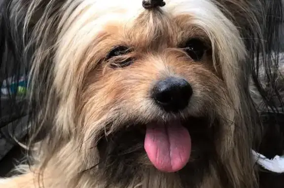 Собака найдена около АЗС в Щапово, Москва
