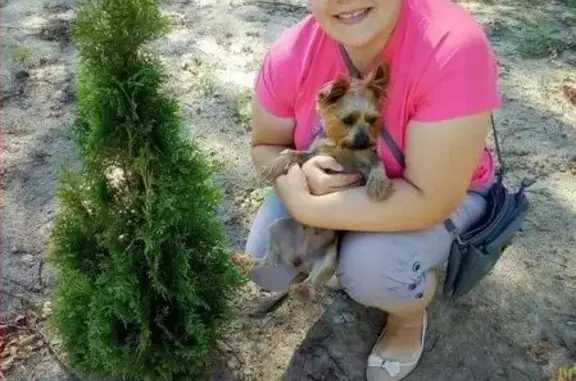 Собаки потеряшки, Вистино, фото: Потеряшка собака Нюша в Кингисеппском районе, д. Вистино