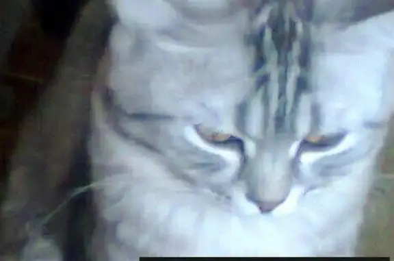 Кошки потеряшки, Ижевск, фото: Потеряшка кот в Ижевске, 4 микр. номер для связи