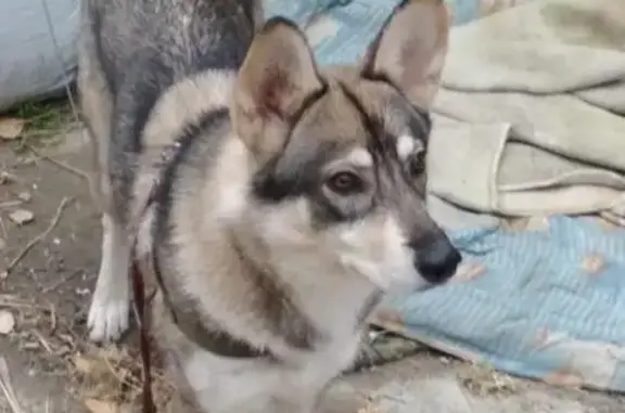 Найден серый пес на Уктусе (Екатеринбург)