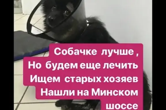 Найдена раненая собака в Дорохово, Московская область