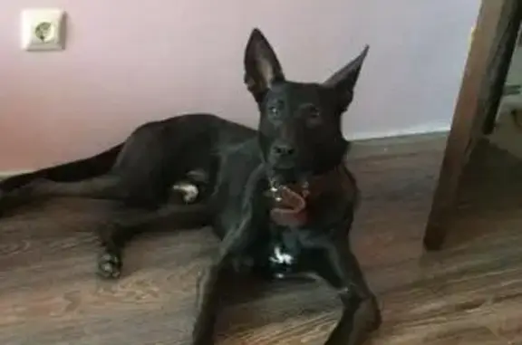 Найдена черная собака в Екатеринбурге